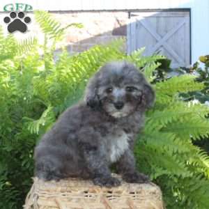 Beauty, Bich-Poo Puppy